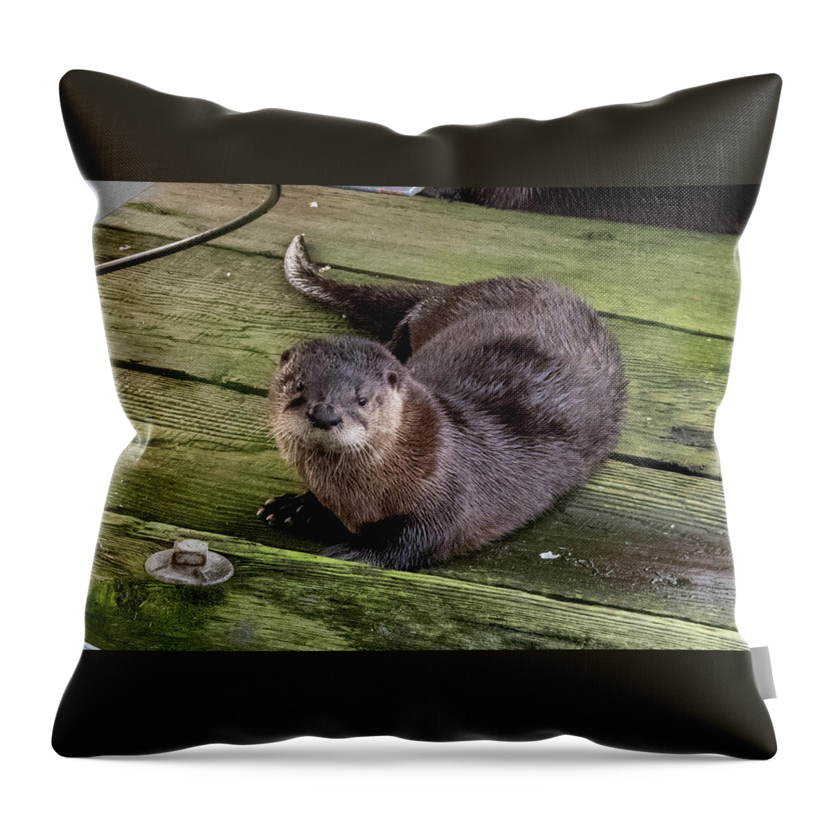 Otter Throw Pillow featuring the photograph Otter takes a break by Stephen Sloan