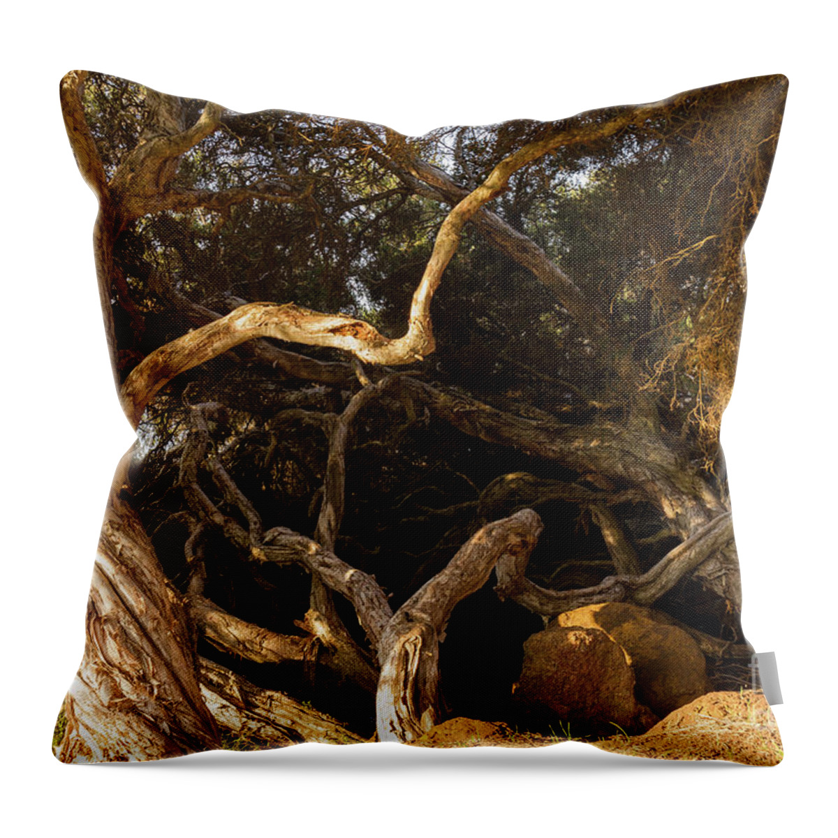 Tree Throw Pillow featuring the photograph Paperbark Trees by Elaine Teague