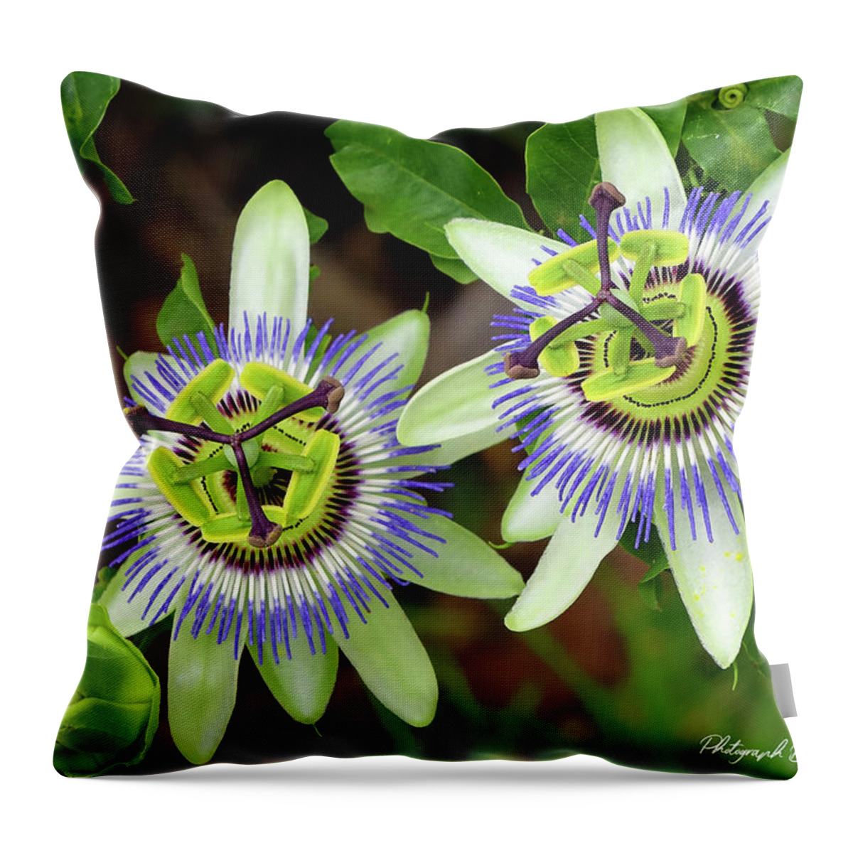 Passion Flowers Throw Pillow featuring the digital art Passion Flowers 09921 by Kevin Chippindall