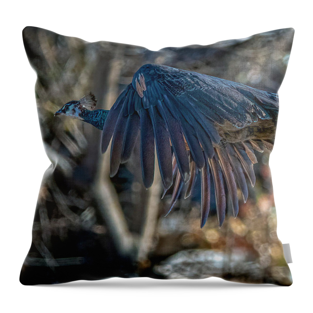 Peacock Throw Pillow featuring the photograph Peacock in flight by Rick Mosher