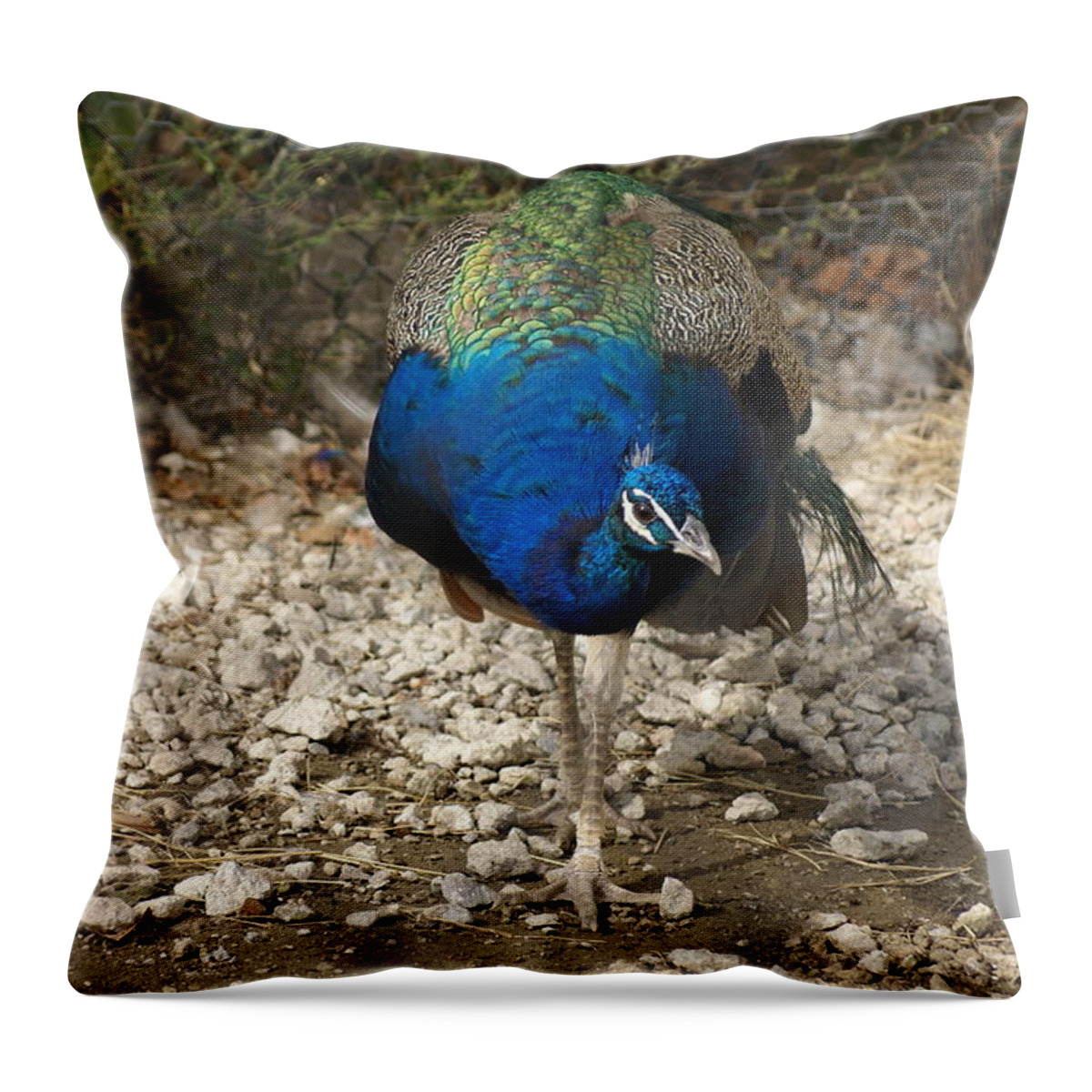  Throw Pillow featuring the photograph Peacock Strut by Heather E Harman