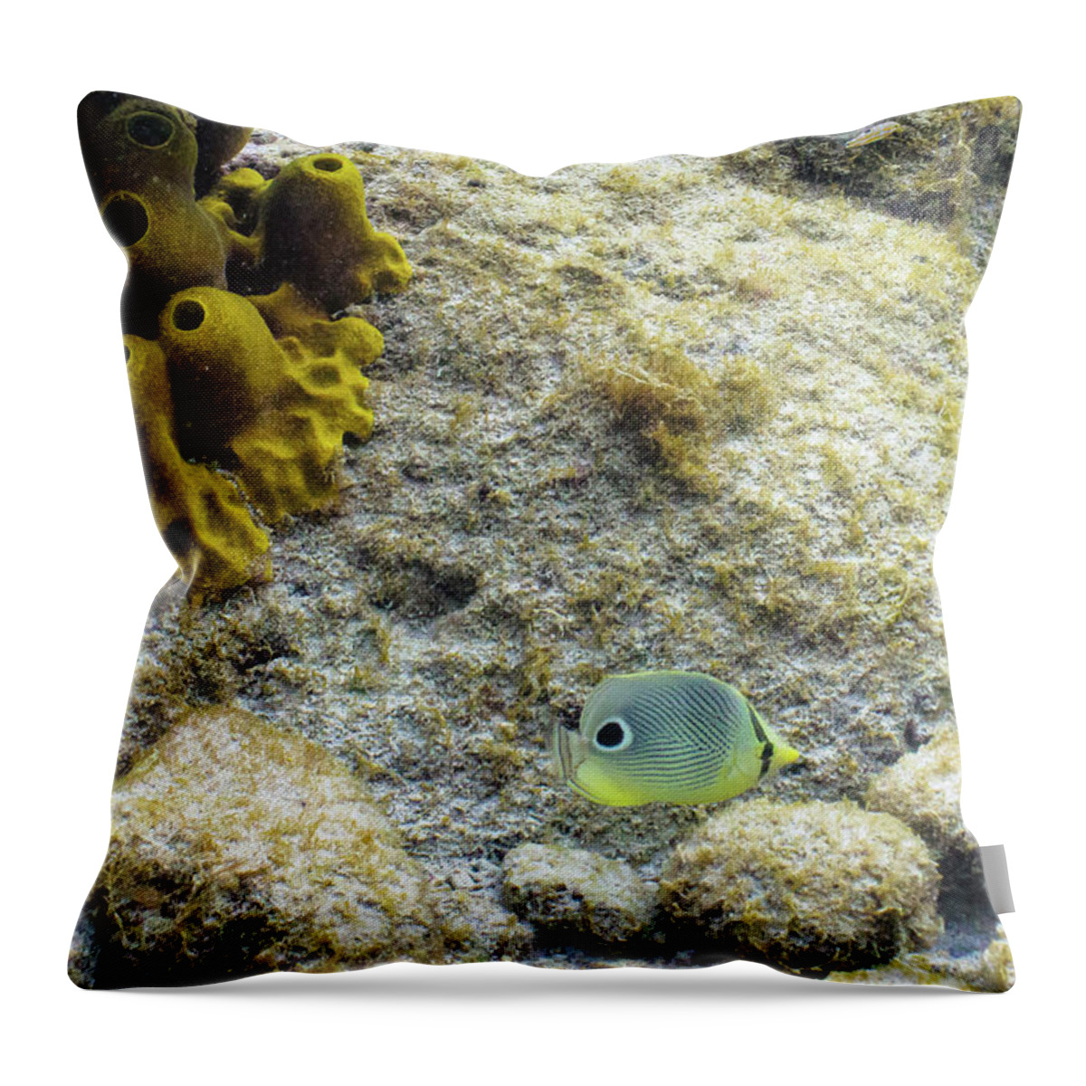 Animals Throw Pillow featuring the photograph Peek-A-Boo by Lynne Browne