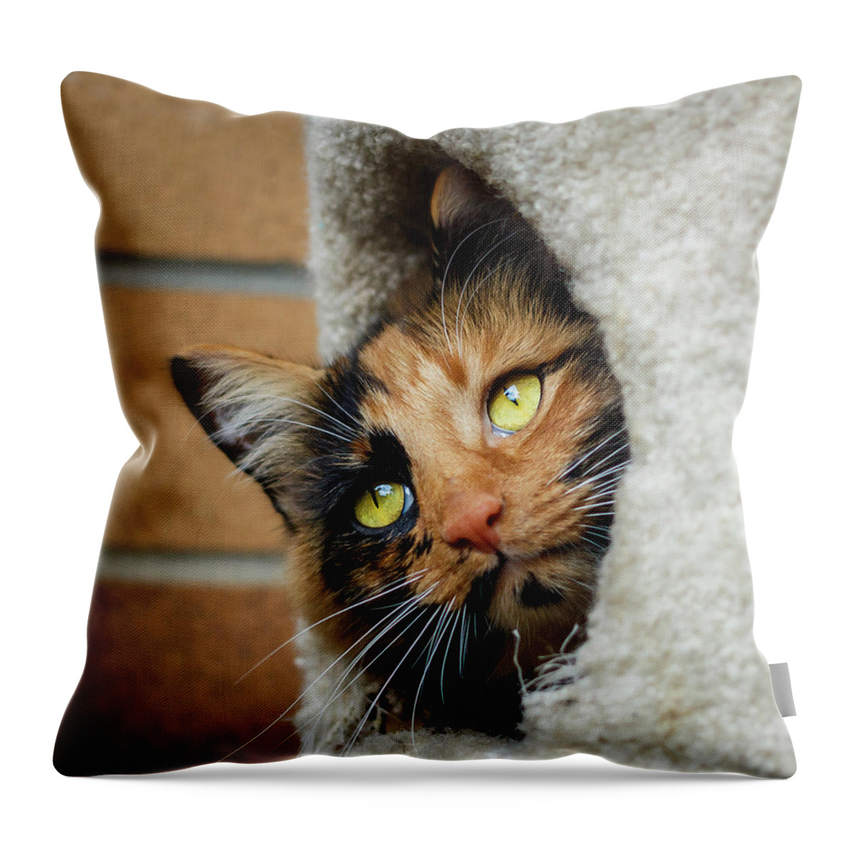 Art Throw Pillow featuring the photograph Peeping Tom Cat by Rick Deacon
