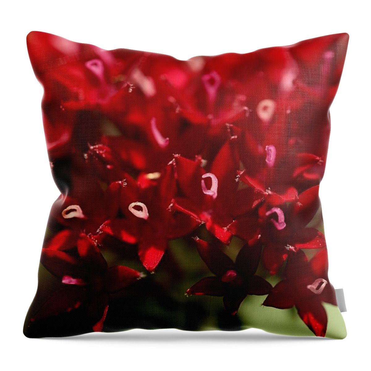 Penta Flower Throw Pillow featuring the photograph Red Penta Flowers by Mingming Jiang