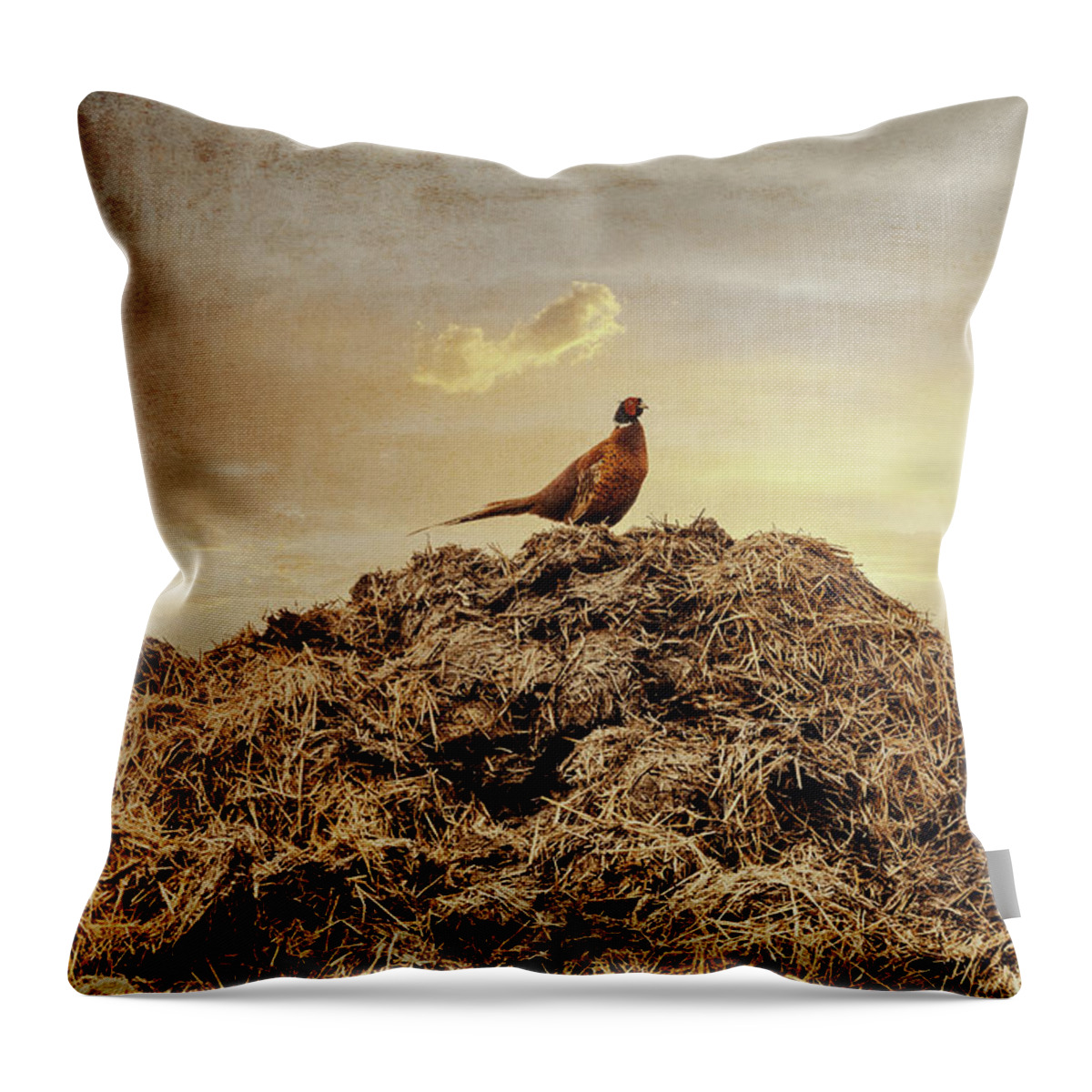 Photography Throw Pillow featuring the photograph Pheasant at sunset by Yasmina Baggili