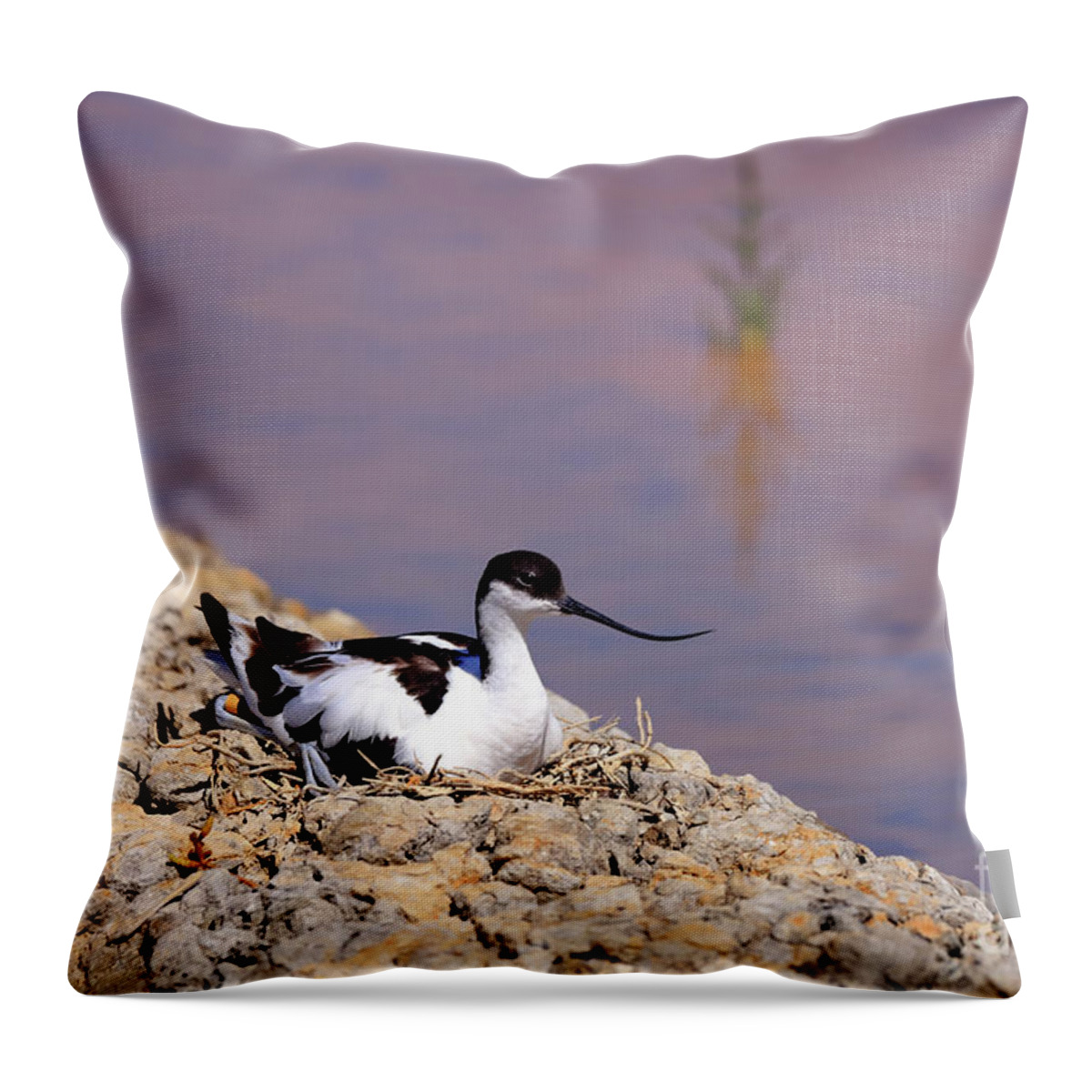 Avocet Throw Pillow featuring the photograph Pied avocet . by Frederic Bourrigaud