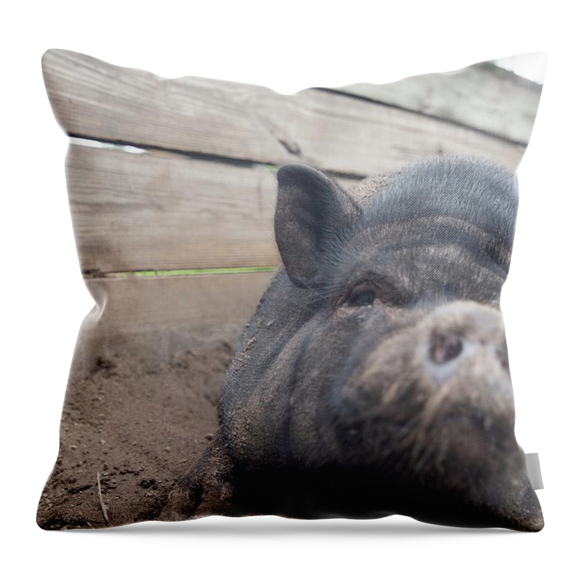 Dade City Throw Pillow featuring the photograph pig by Dmdcreative Photography