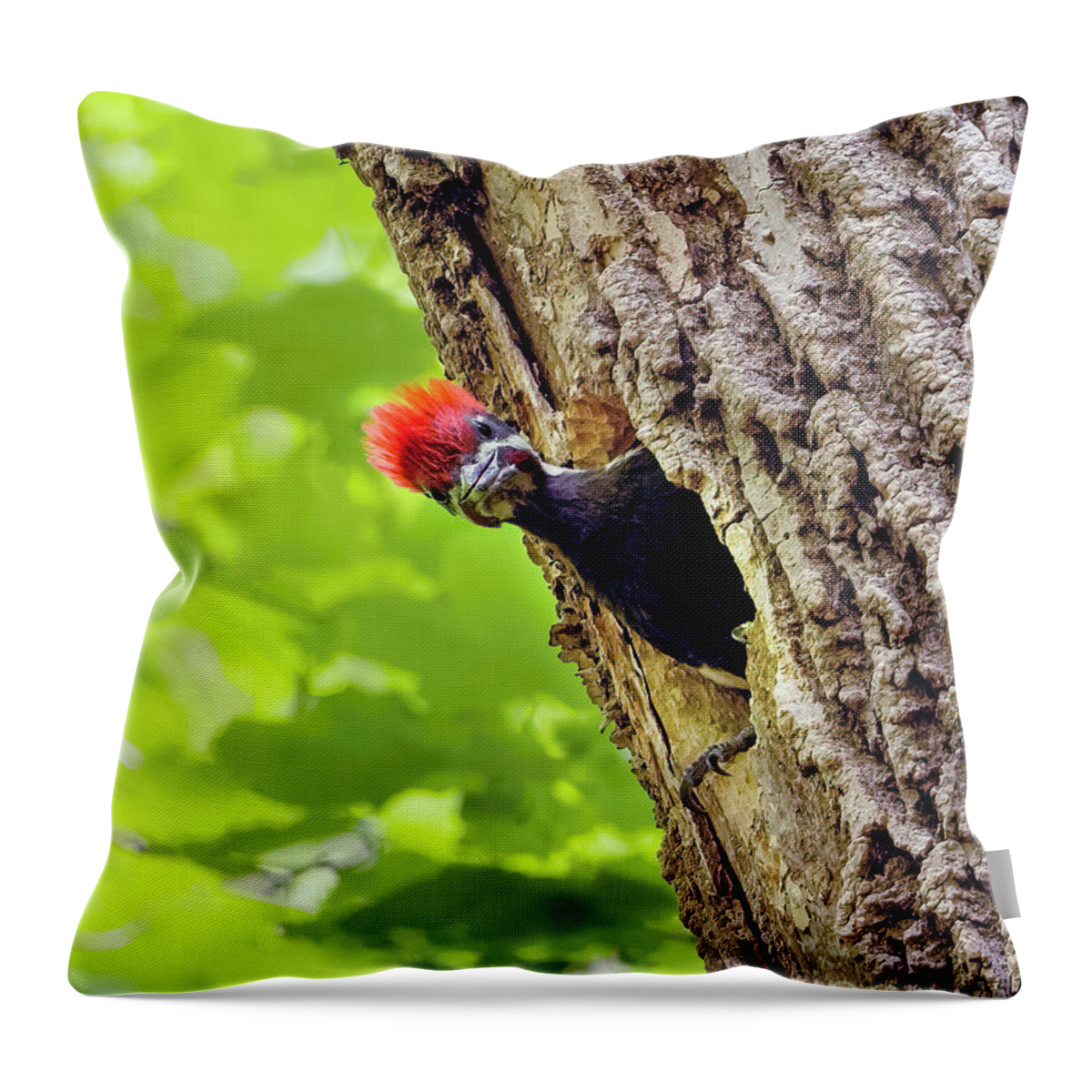 Pileated Woodpecker Chick Throw Pillow featuring the photograph Pileated Woodpecker Chick by Sandra Rust