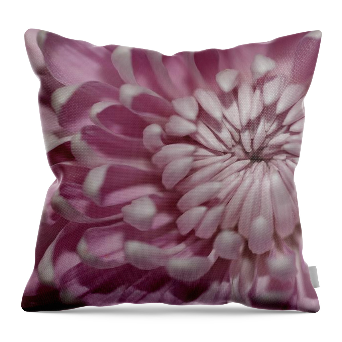 Chrysanthemum Throw Pillow featuring the photograph Pink Chrysanthemum by Mingming Jiang