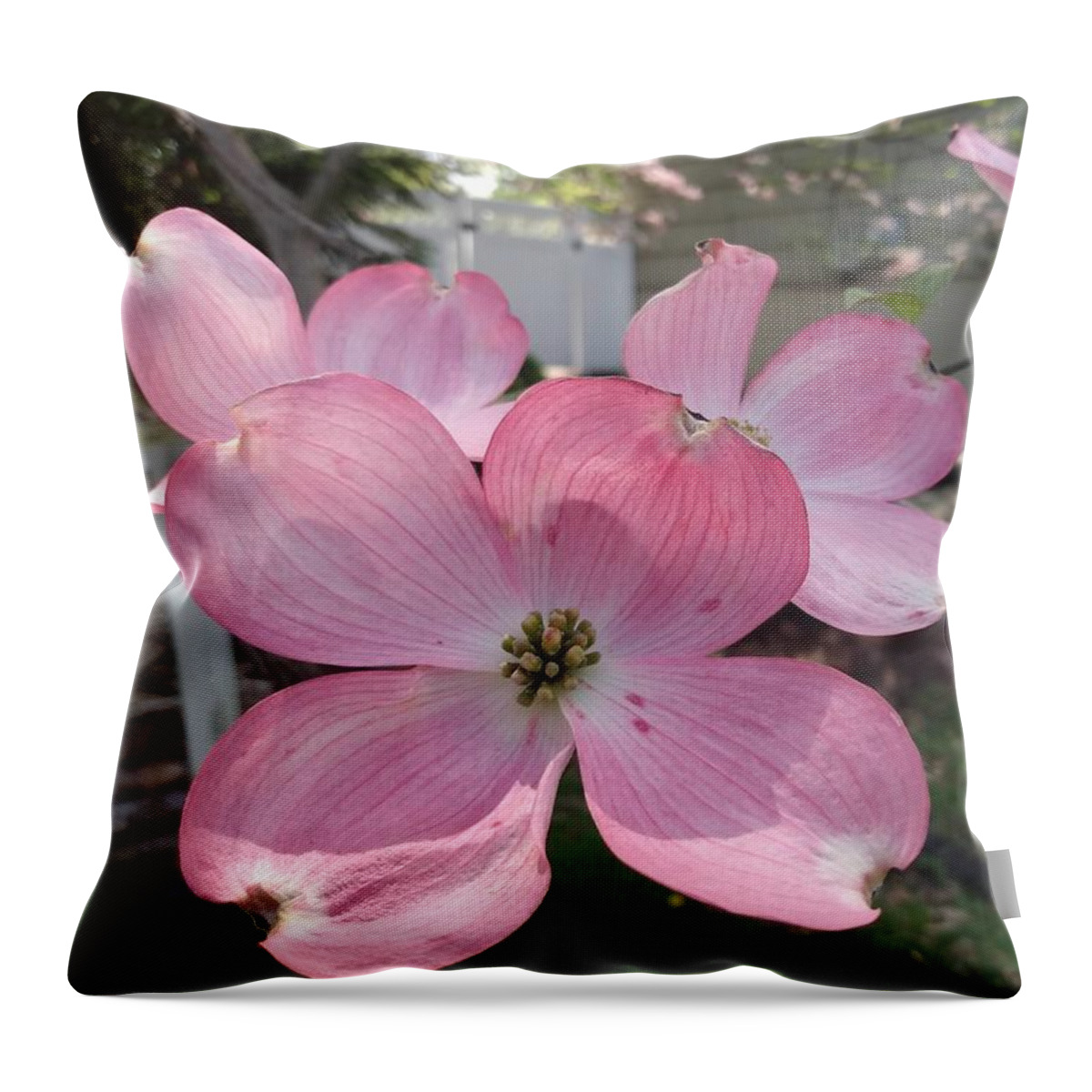 Pink Throw Pillow featuring the photograph Pink Dogwood Blossoms by Christopher Lotito