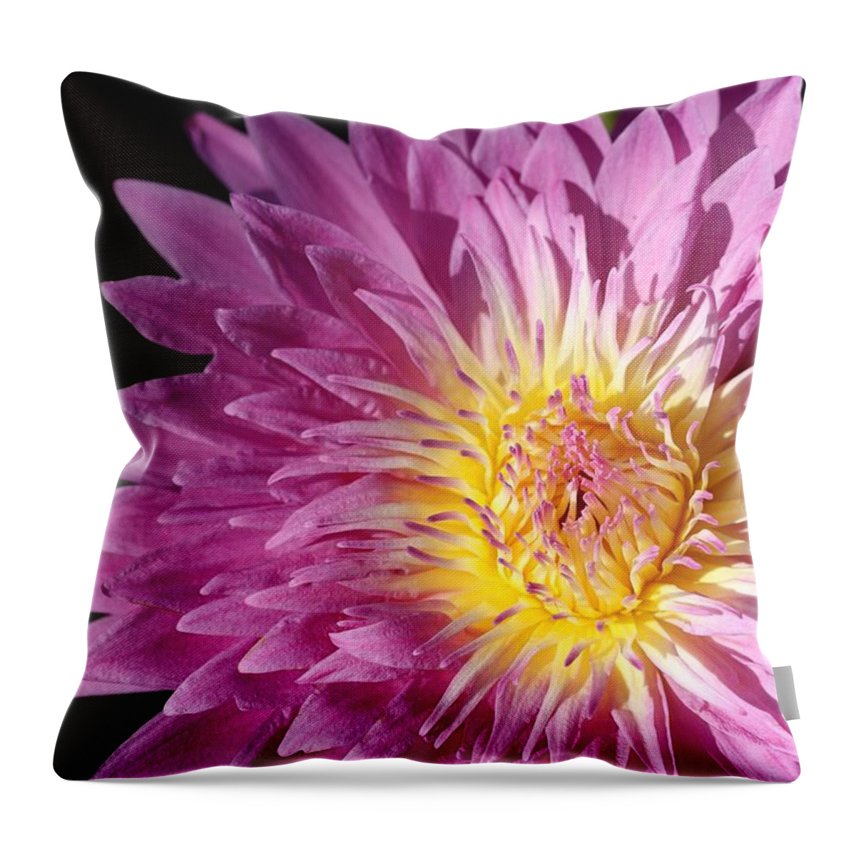 Water Lily Throw Pillow featuring the photograph Pink Splendor by Mingming Jiang