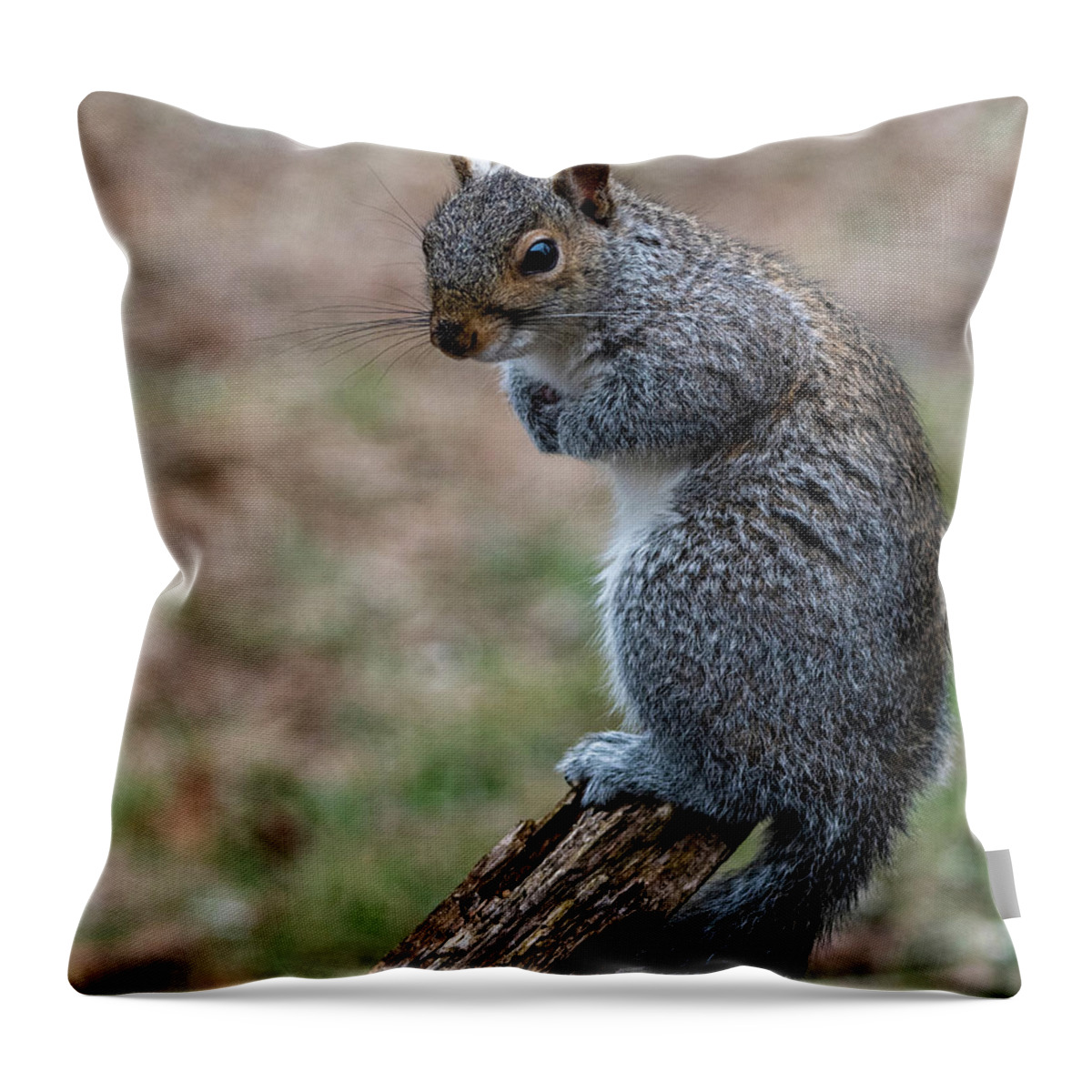 Mammal Throw Pillow featuring the photograph Posted by Cathy Kovarik