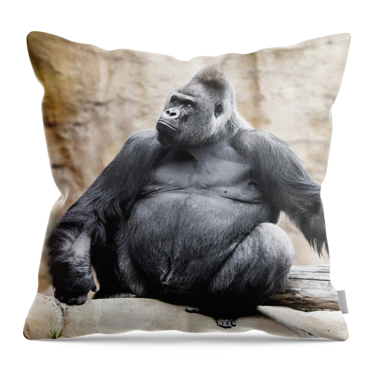 https://render.fineartamerica.com/images/rendered/default/throw-pillow/images/artworkimages/medium/3/powerful-dominant-male-gorilla-sits-on-a-background-of-stones-an-michael-semenov.jpg?&targetx=-119&targety=0&imagewidth=718&imageheight=479&modelwidth=479&modelheight=479&backgroundcolor=E3DBD0&orientation=0&producttype=throwpillow-14-14