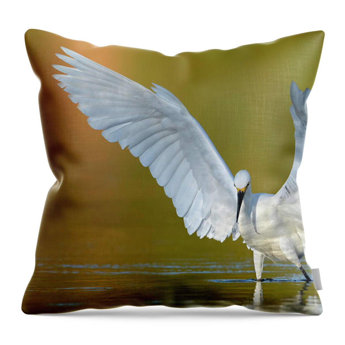 Snowy Egret Throw Pillow featuring the photograph Pre-dawn Hunting. by Paul Martin