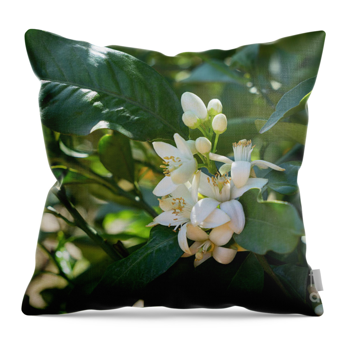 Orange Blossom Throw Pillow featuring the photograph Pretty white orange blossoms and green leaves by Adriana Mueller