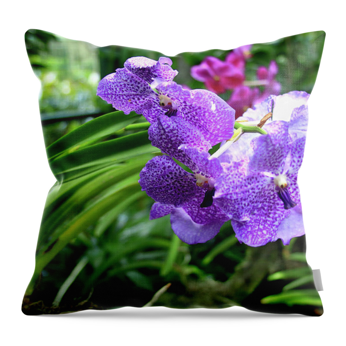 Ascocenda Throw Pillow featuring the photograph Princess Mikasa Blue Orchid by Tanya Owens