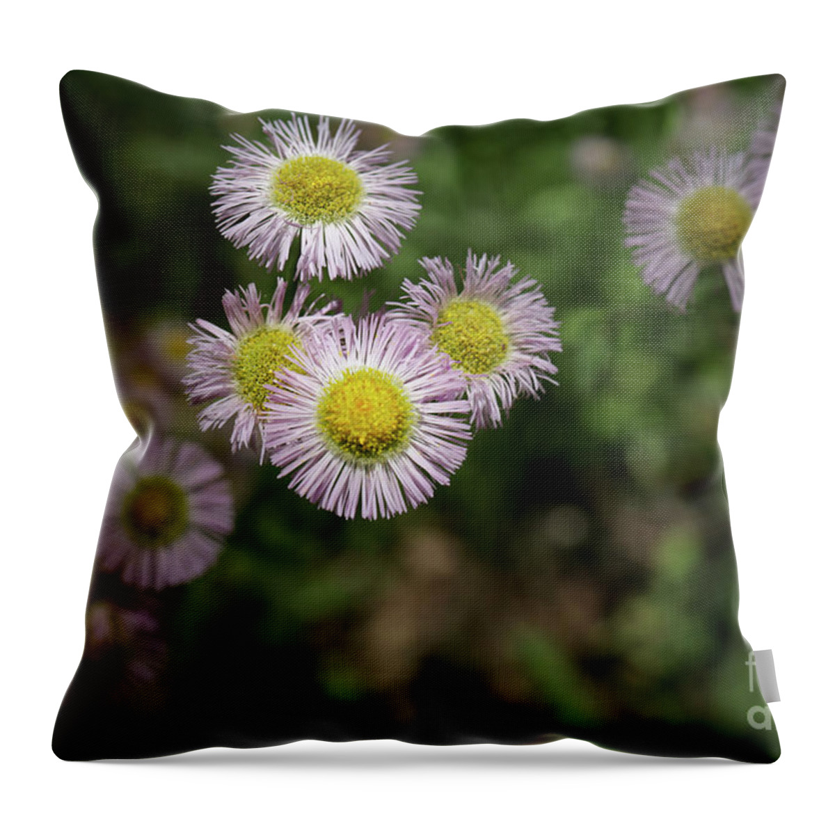 Daisy Throw Pillow featuring the photograph Purple Daisies by Coral Stengel