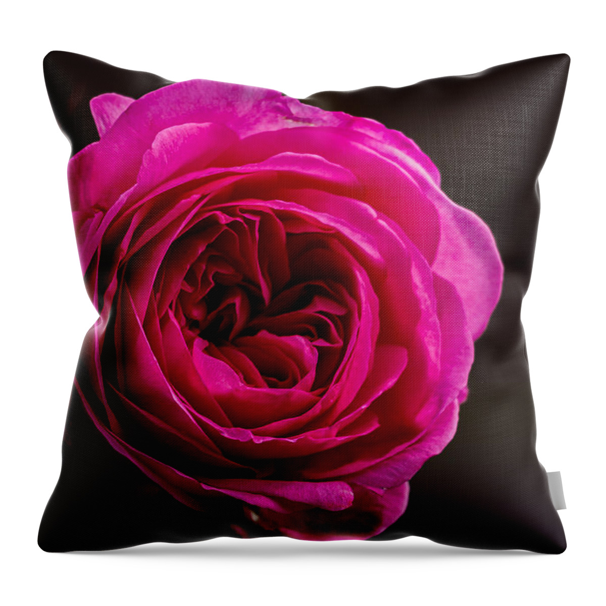 Rose Throw Pillow featuring the photograph Quiet Man Rose by Carrie Hannigan