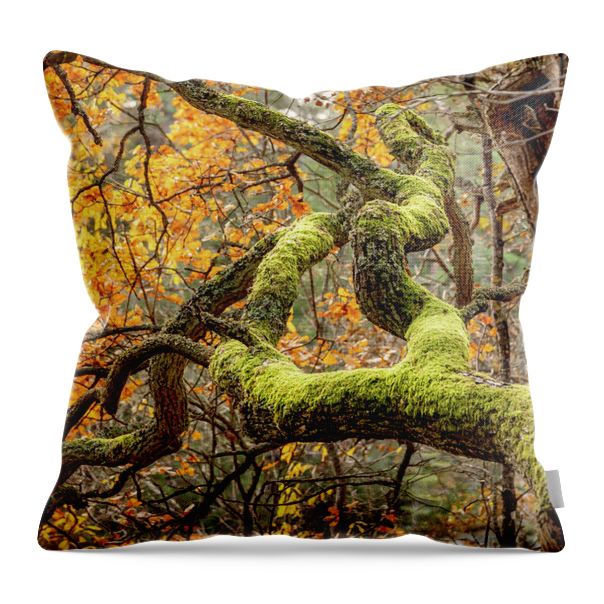 Forest Throw Pillow featuring the photograph Reaching Autumn Branch by Nicklas Gustafsson