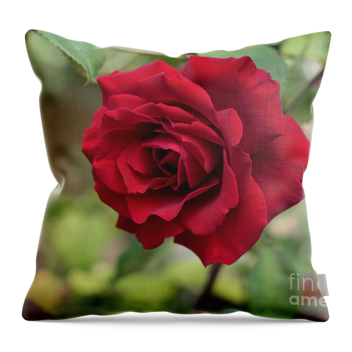 Red Rose Throw Pillow featuring the photograph Red beauty in the garden by Adriana Mueller