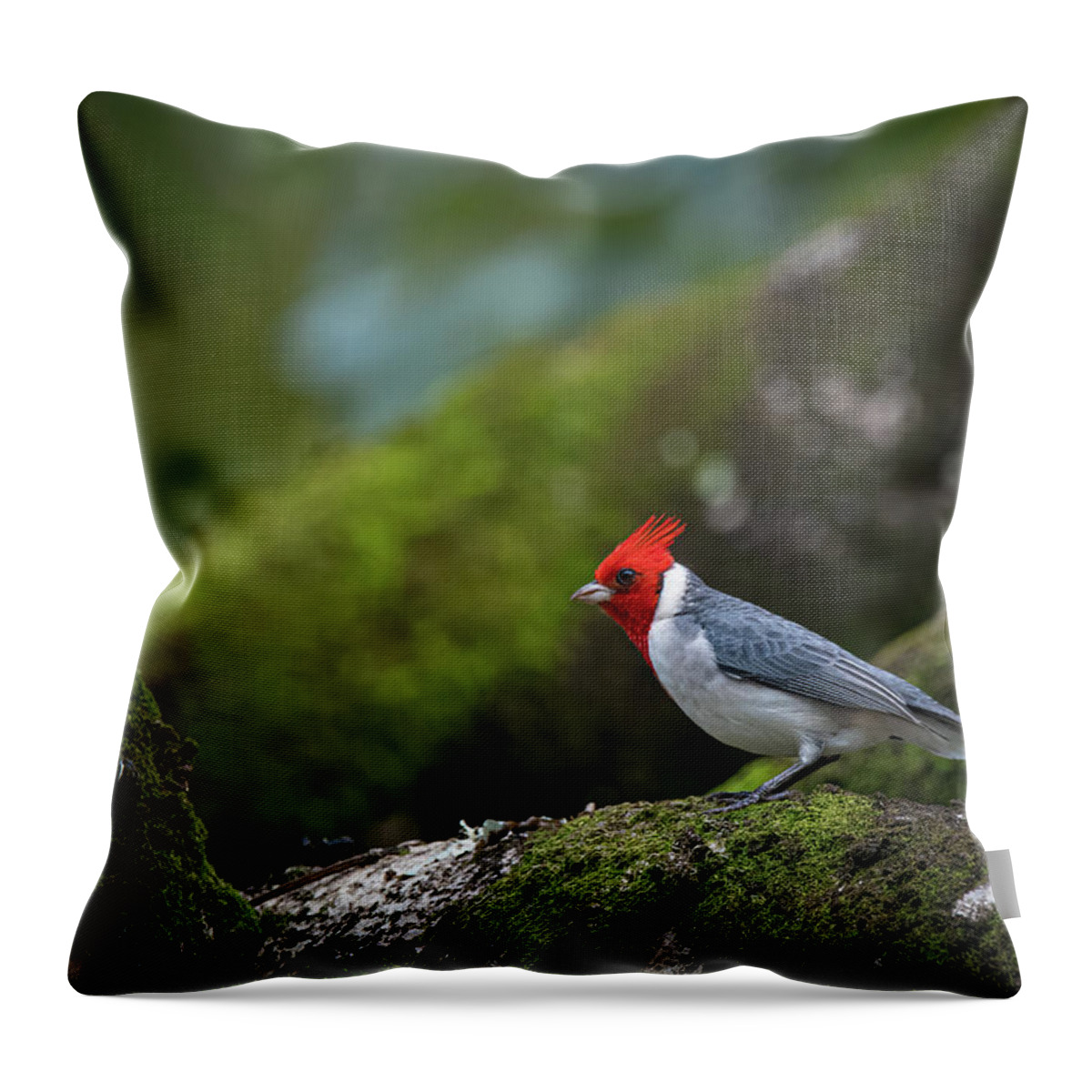 Red Crested Cardinal Throw Pillow featuring the photograph Red Crested Cardinal by Rick Mosher