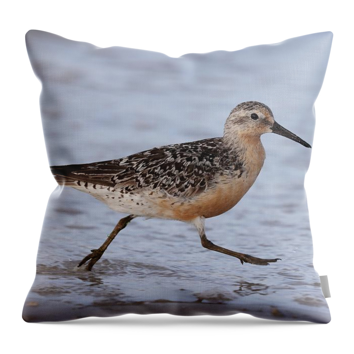 Red Knot Throw Pillow featuring the photograph Red Knot on the Run by Mingming Jiang