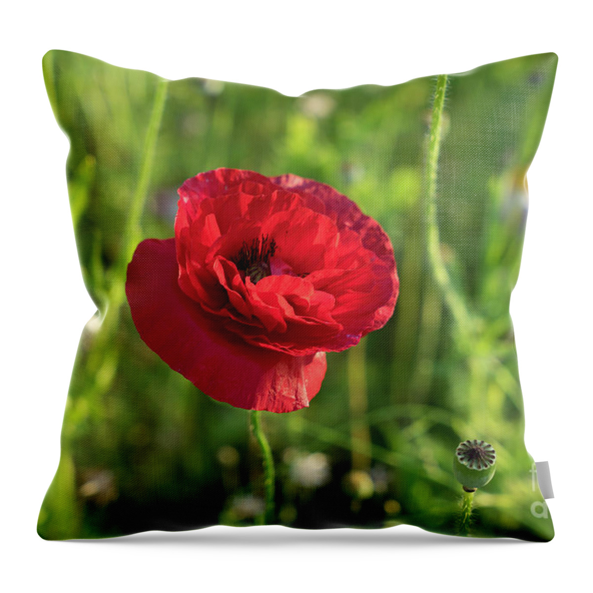 Poppy Throw Pillow featuring the photograph Red poppy and green summer meadow by Adriana Mueller