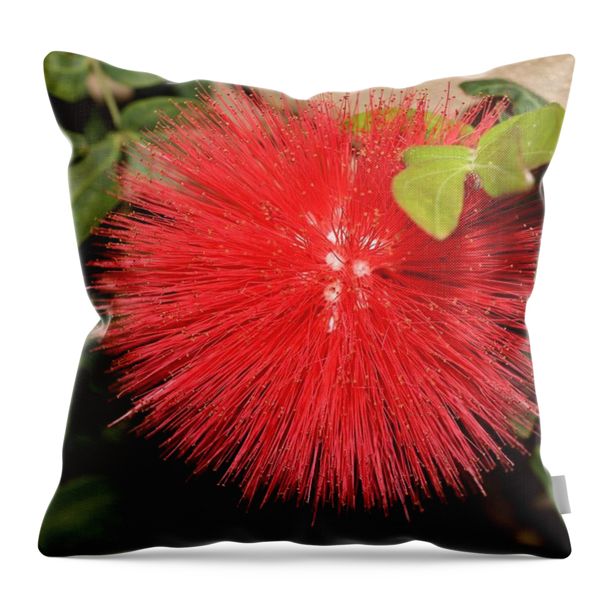 Red Powder Puff Throw Pillow featuring the photograph Red Powder Puff Flower by Mingming Jiang