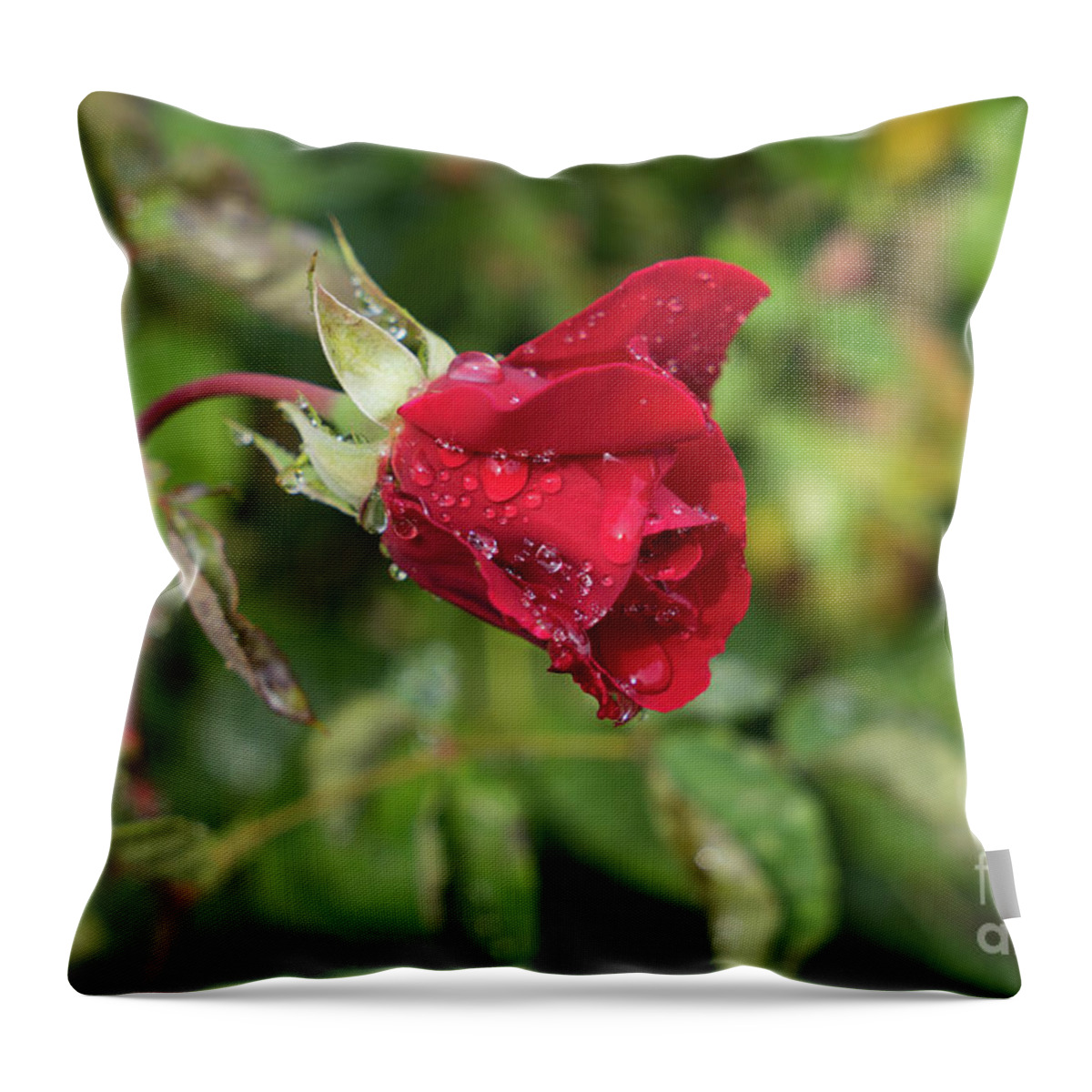Rose Throw Pillow featuring the photograph Red rose bud with water pearls by Adriana Mueller