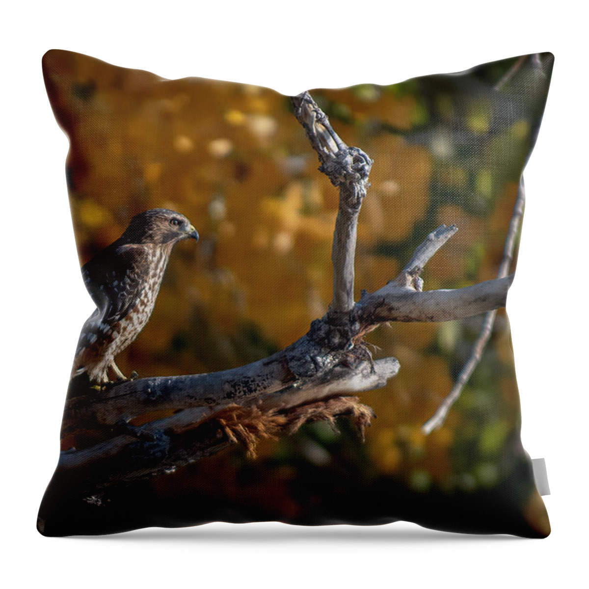 Red Shouldered Hawk Throw Pillow featuring the photograph Red Shouldered Hawk by Rick Mosher