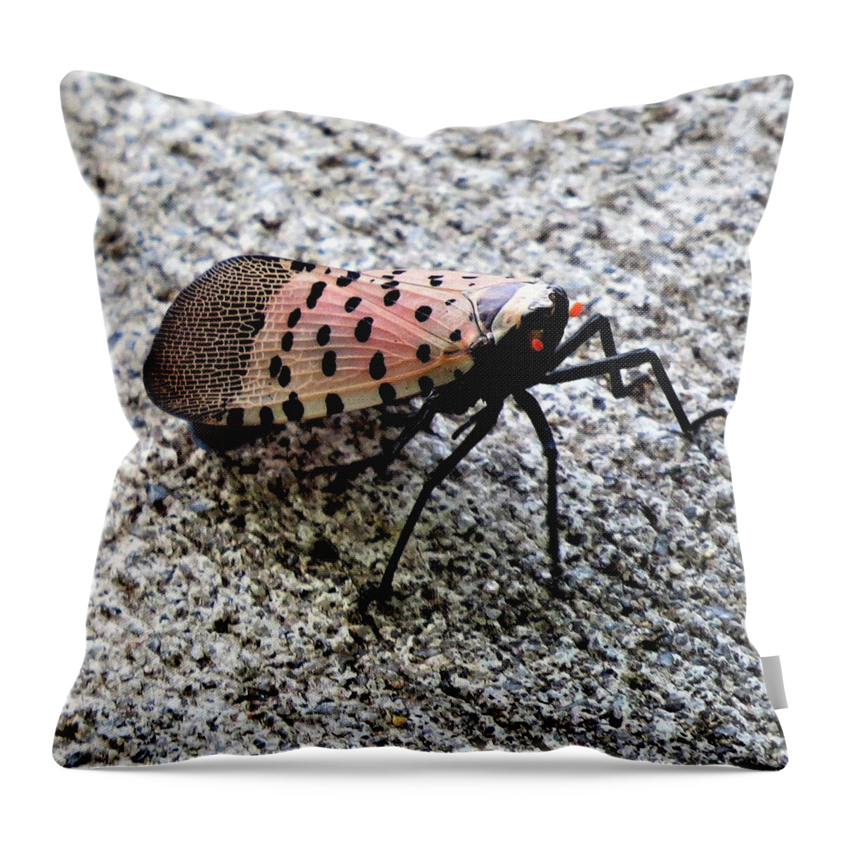Insects Throw Pillow featuring the photograph Red Spotted Lanternfly Closeup by Linda Stern