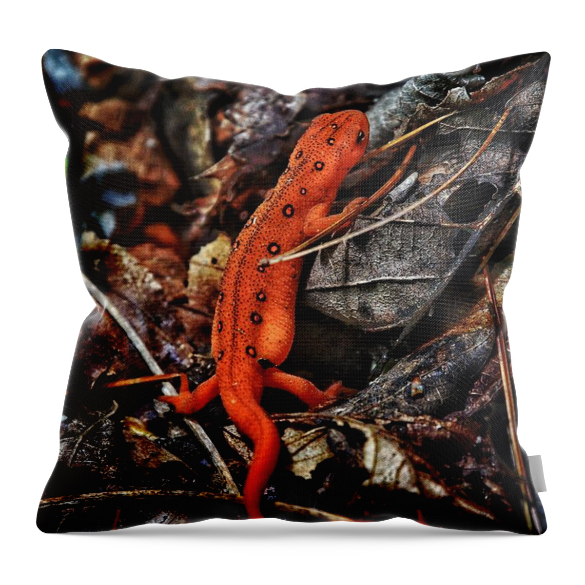 Photo Throw Pillow featuring the photograph Red Spotted Newt by Evan Foster