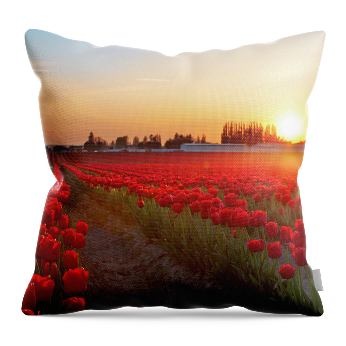 Tulips Throw Pillow featuring the photograph Red Tulip Sunset by Michael Rauwolf