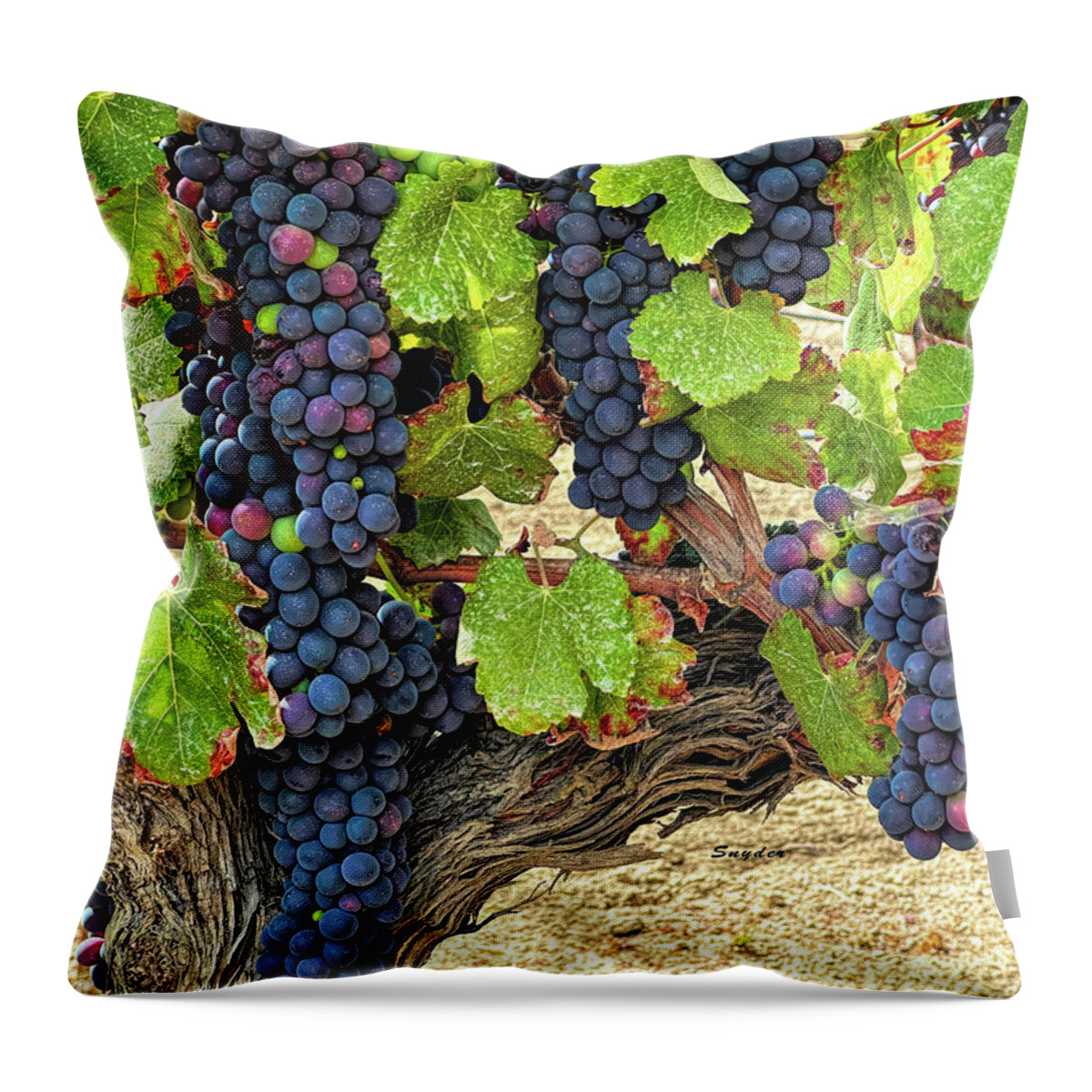 Grapes Throw Pillow featuring the photograph Red Wine Grapes on the Vine Original by Barbara Snyder