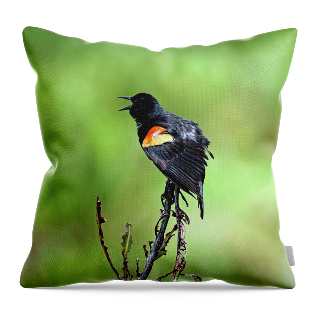 Florida Throw Pillow featuring the photograph Red Wing Singing by Jennifer Robin