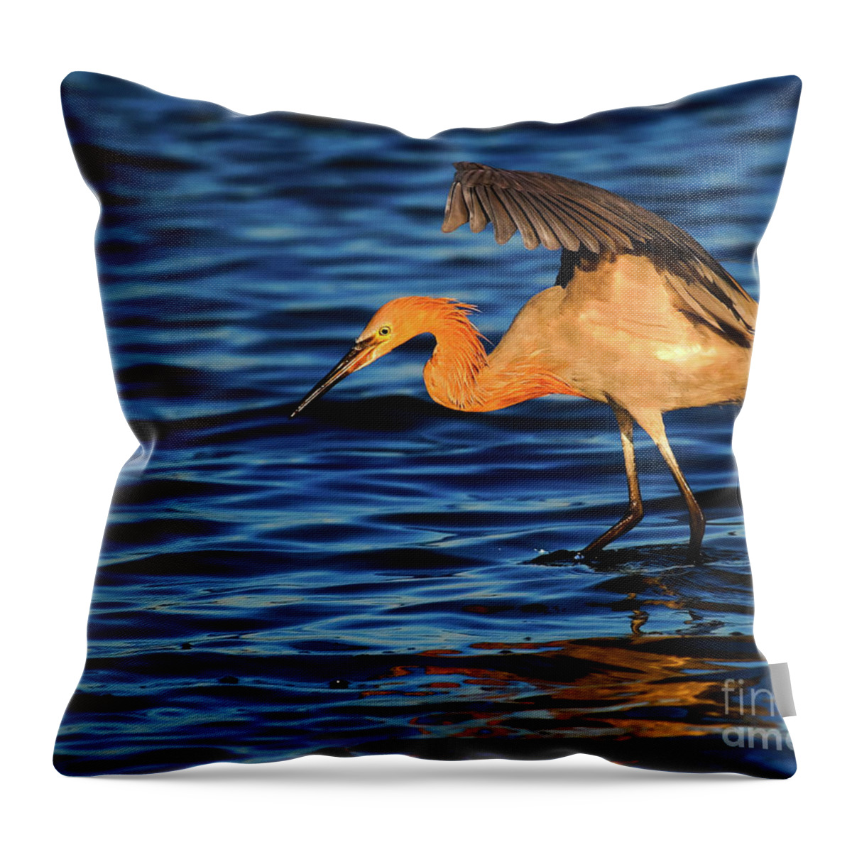 Reddish Egret Throw Pillow featuring the photograph Reddish Egret Canopy In Blue by John F Tsumas