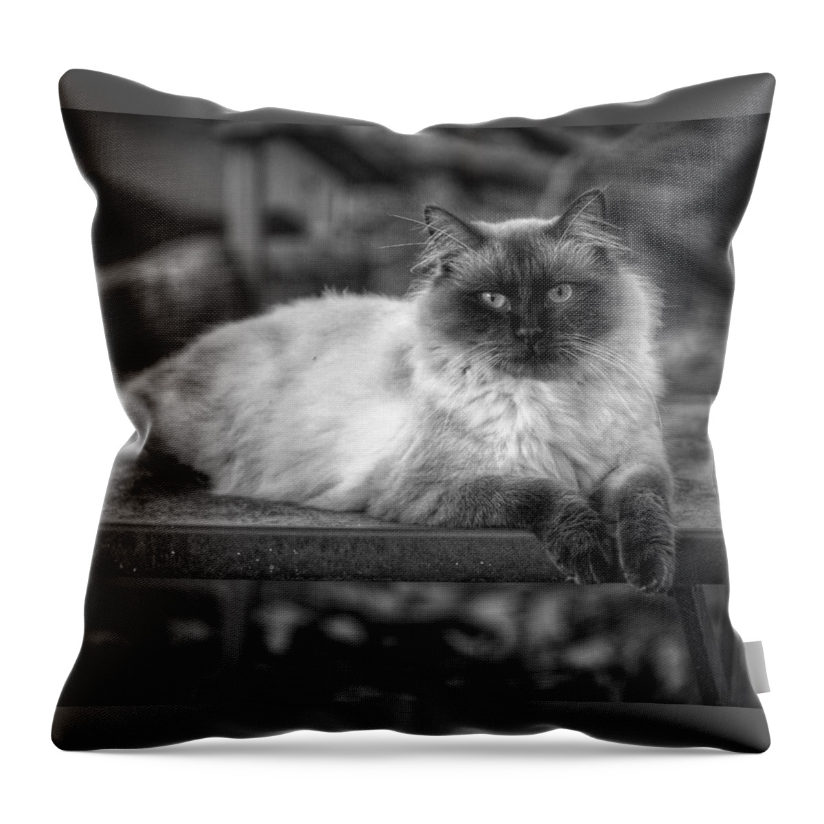 Cat Throw Pillow featuring the photograph Regal by DArcy Evans