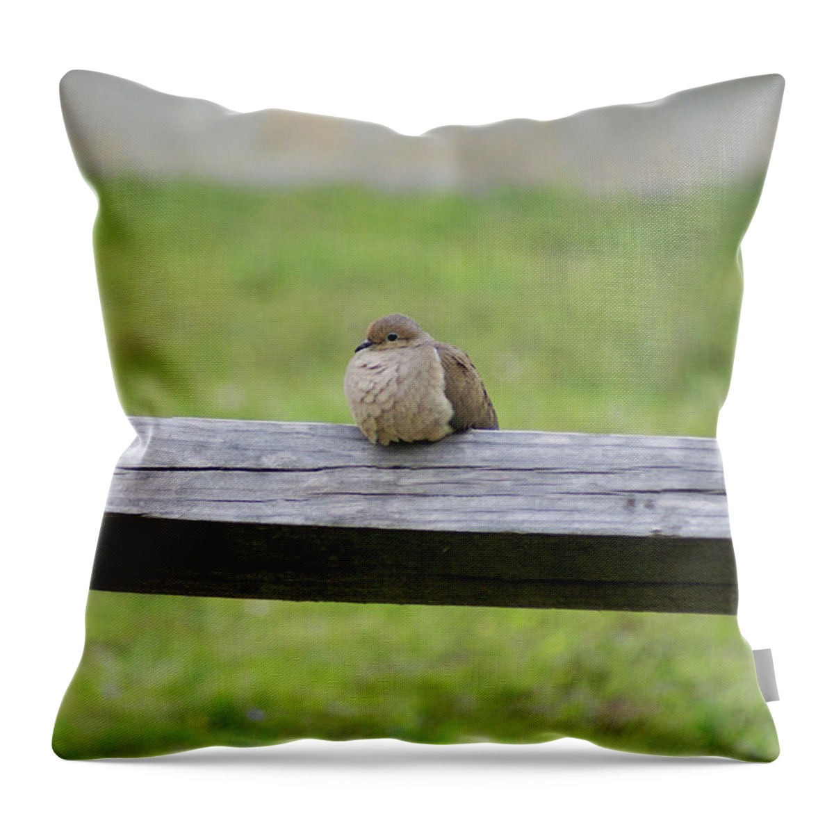  Throw Pillow featuring the photograph Resting Dove by Heather E Harman