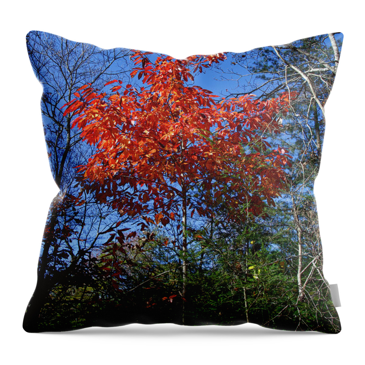 Autumn Throw Pillow featuring the photograph Return to Autumn by Phil Perkins
