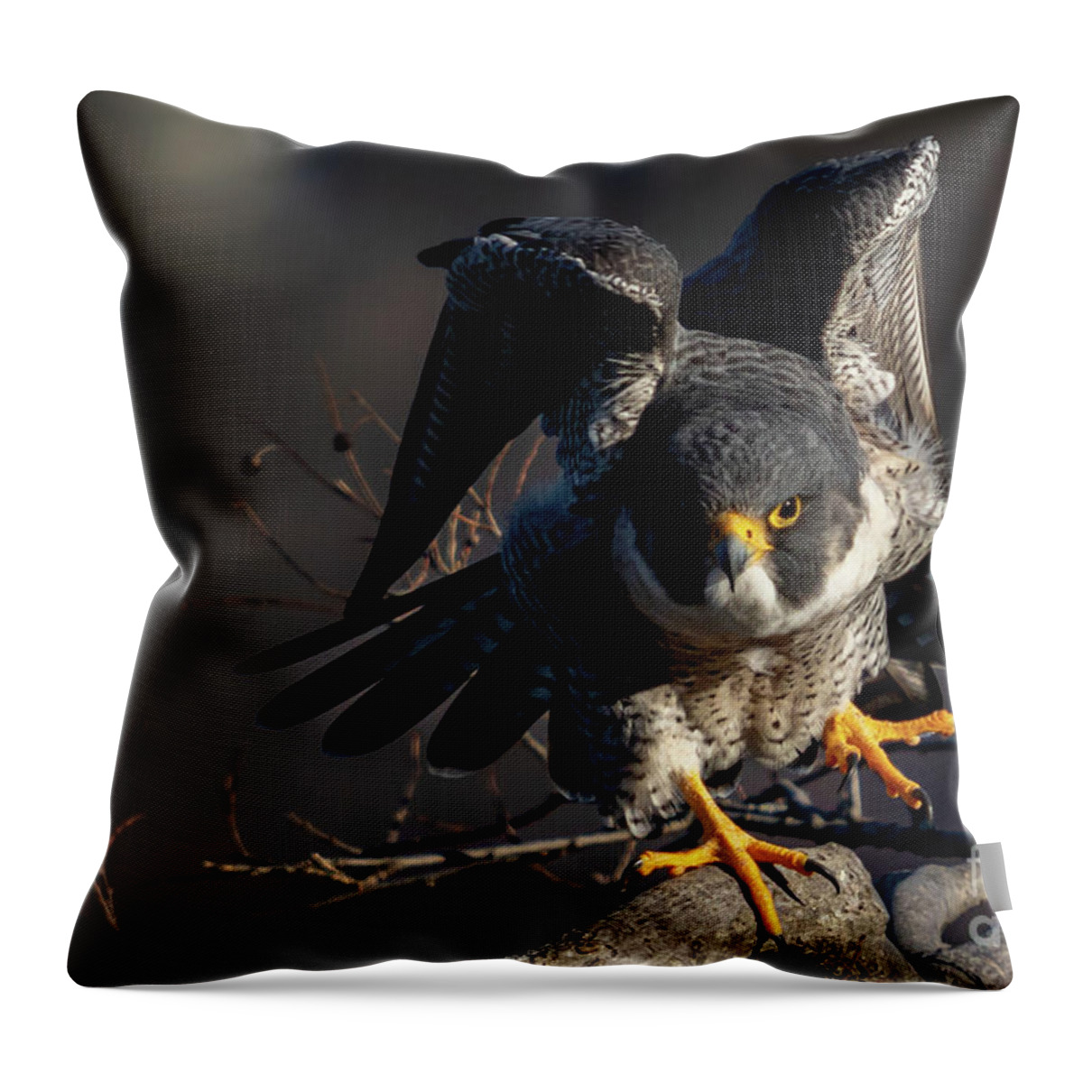 Falcon Throw Pillow featuring the photograph Rise Up by Alyssa Tumale