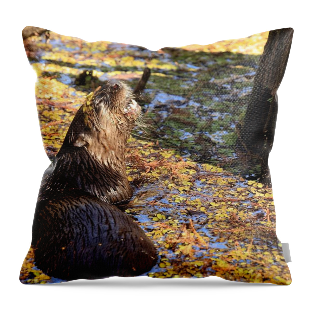 Otter Throw Pillow featuring the photograph Roaring Otter by Mingming Jiang