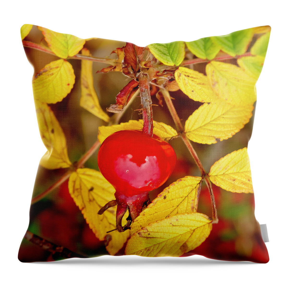 Rose Hip Throw Pillow featuring the photograph Rosehip. Winter is coming. by Elena Perelman