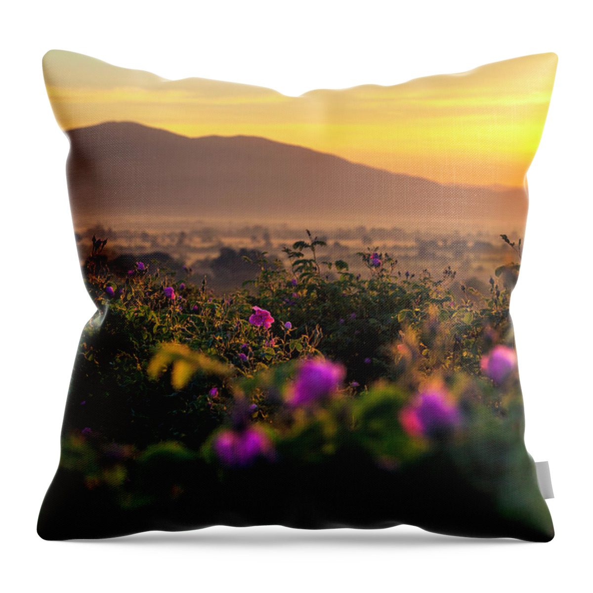 Bulgaria Throw Pillow featuring the photograph Roses Valley by Evgeni Dinev