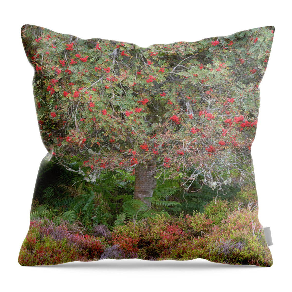 Landscape - Scenery Throw Pillow featuring the photograph Rowan Tree, Bilberries and Heather by Anita Nicholson