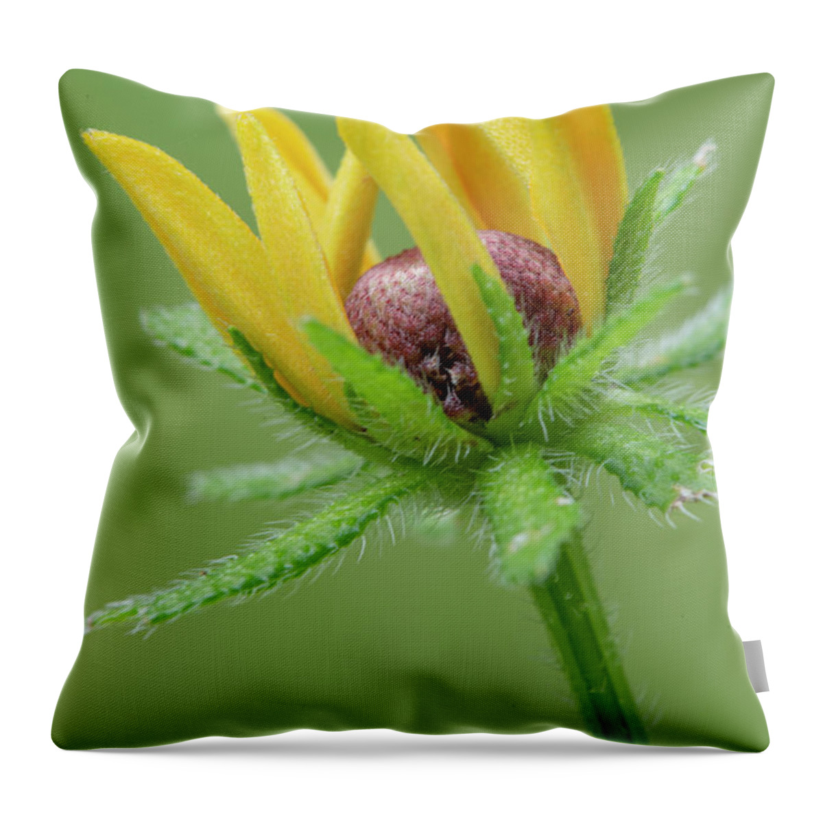 Bloom Throw Pillow featuring the photograph Rudbekia Opening by Karen Rispin