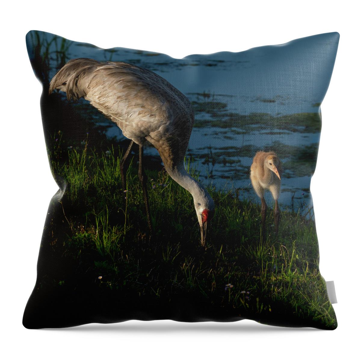 Birds Throw Pillow featuring the photograph Sandhill Crane by Larry Marshall