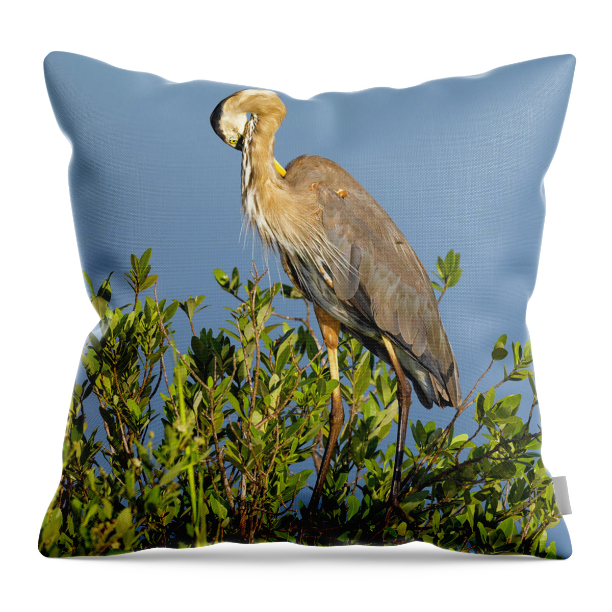 R5-2652 Throw Pillow featuring the photograph Scratch that Itch by Gordon Elwell