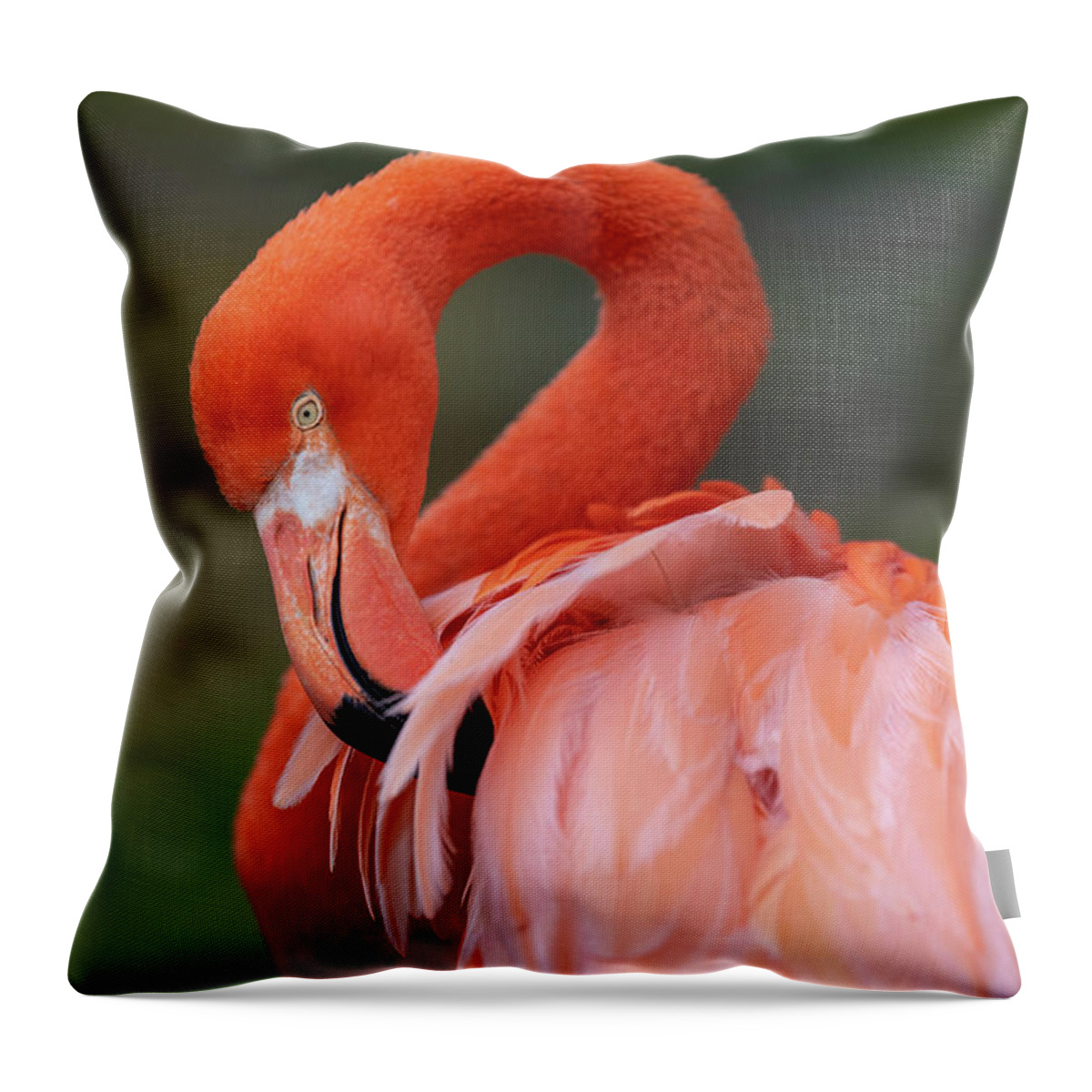 Bird Throw Pillow featuring the photograph Scratching My Back by David Levin