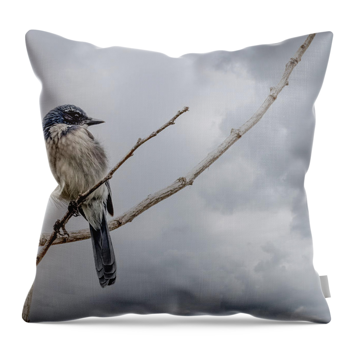 Jay Throw Pillow featuring the photograph Scrub Jay by Jerry Cahill