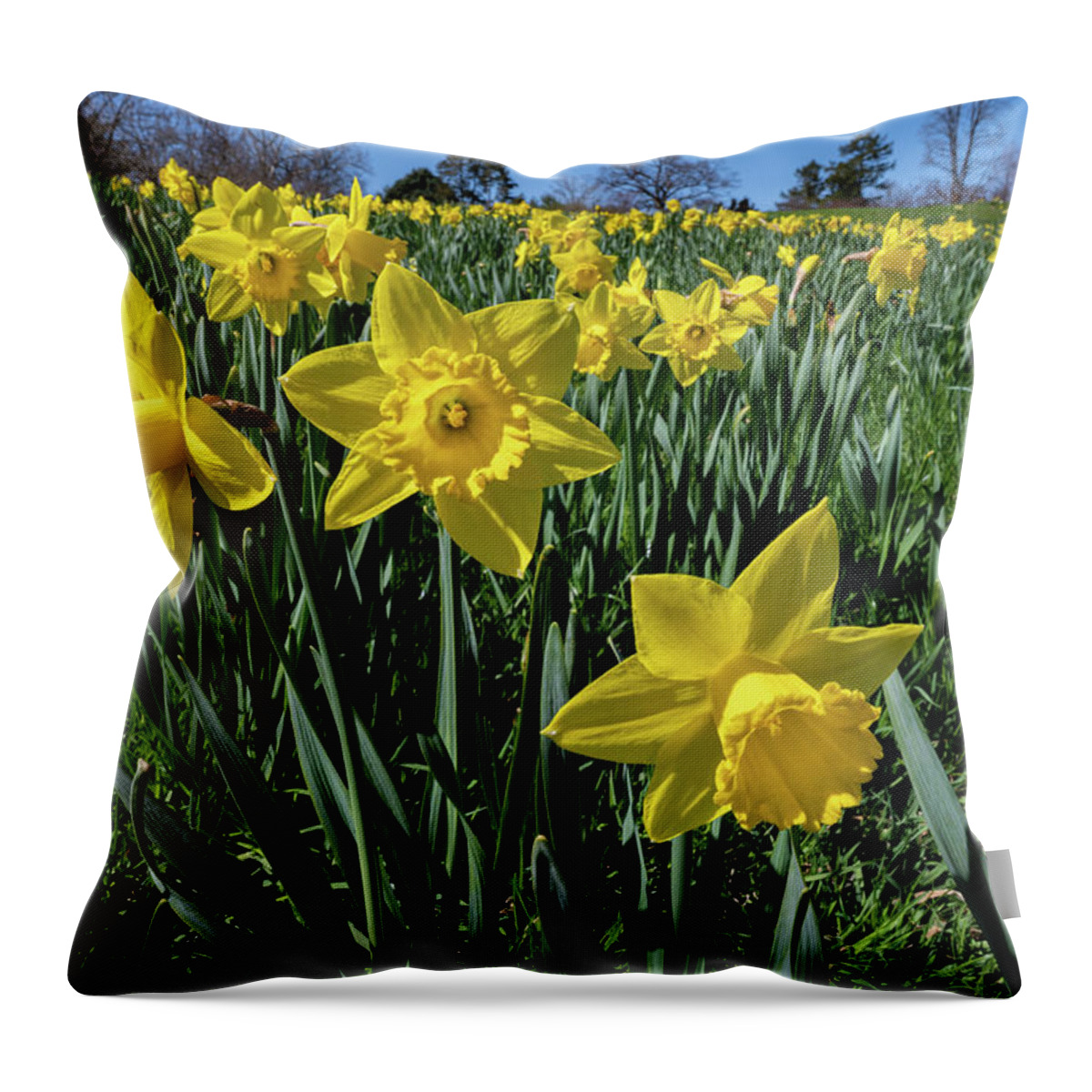 Spring Throw Pillow featuring the photograph Sea of Daffodils by Kevin Suttlehan